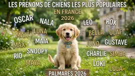 Chiot illustrant les prénoms de chiens les plus populaires en France en 2026