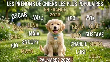 Chiot illustrant les prénoms de chiens les plus populaires en France en 2026