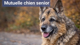 la meilleure mutuelle chien senior ou vieux chien