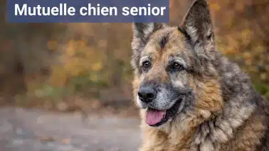 la meilleure mutuelle chien senior ou vieux chien
