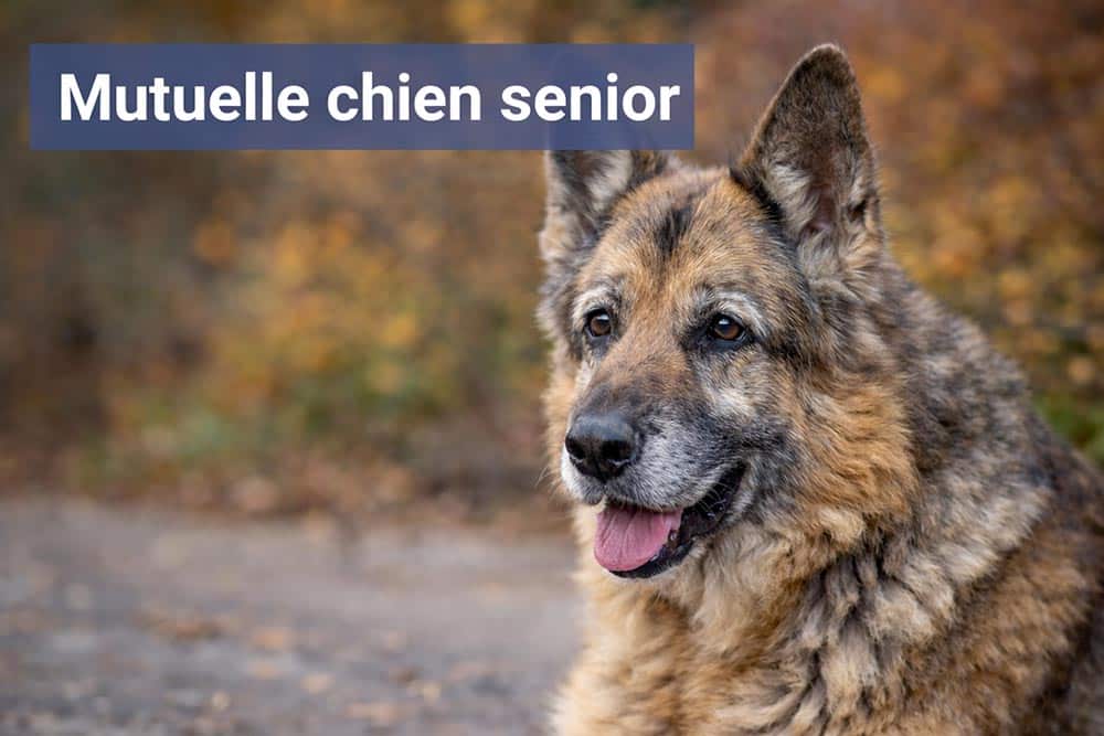 la meilleure mutuelle chien senior ou vieux chien