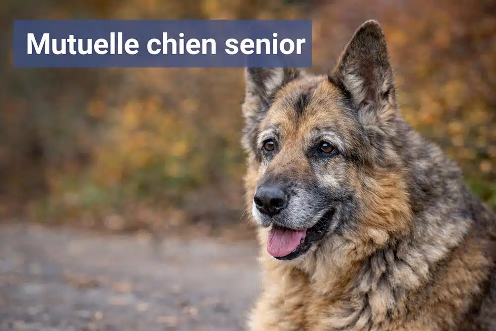 la meilleure mutuelle chien senior ou vieux chien