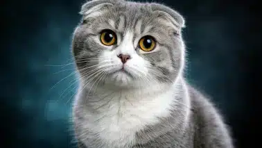 scottish fold