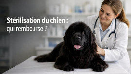 stérilisation chien mutuelle qui rembourse ?