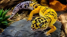 Terrarium naturel adapté à un gecko léopard avec cachettes et zone chaude