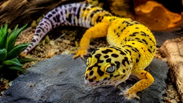 Terrarium naturel adapté à un gecko léopard avec cachettes et zone chaude
