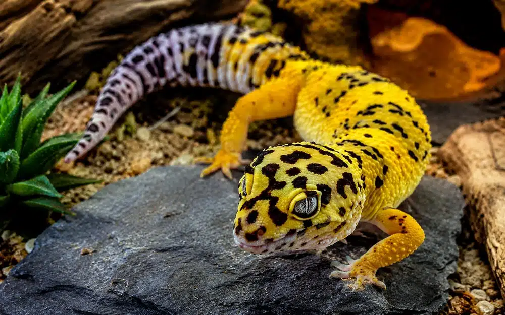Terrarium naturel adapté à un gecko léopard avec cachettes et zone chaude