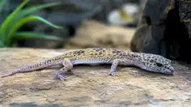 Gecko léopard qui ne mange plus