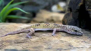 Gecko léopard qui ne mange plus