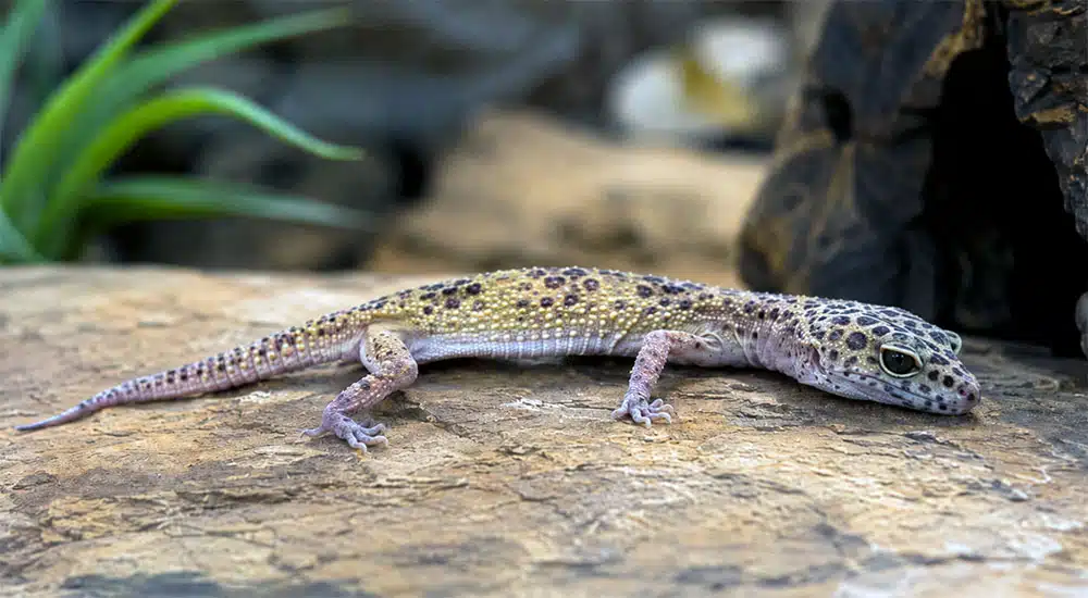 Gecko léopard qui ne mange plus