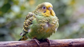 Perruche en boule qui gonfle ses plumes et semble fatiguée