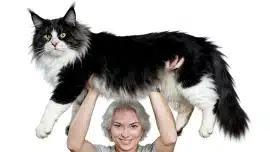 le plus grand maine coon du monde