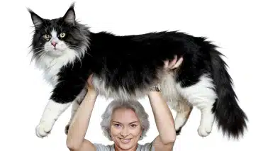 le plus grand maine coon du monde